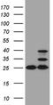 Cytochrome b-c1 complex subunit Rieske, mitochondrial antibody, TA811461S, Origene, Western Blot image 