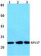 Ribosomal Protein L17 antibody, A06980-1, Boster Biological Technology, Western Blot image 