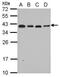 60S ribosomal protein L6 antibody, PA5-30217, Invitrogen Antibodies, Western Blot image 