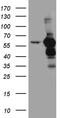 Thioredoxin Reductase 1 antibody, TA811366S, Origene, Western Blot image 