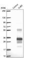 Gap Junction Protein Beta 5 antibody, NBP1-84333, Novus Biologicals, Western Blot image 