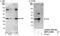 Guided Entry Of Tail-Anchored Proteins Factor 4 antibody, NBP1-41084, Novus Biologicals, Western Blot image 