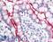 NPC1 Like Intracellular Cholesterol Transporter 1 antibody, LS-B88, Lifespan Biosciences, Immunohistochemistry paraffin image 
