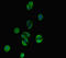 Testis Expressed Basic Protein 1 antibody, CSB-PA713105HA01HU, Cusabio, Immunofluorescence image 