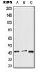 Apelin Receptor antibody, orb216007, Biorbyt, Western Blot image 