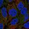 Shroom Family Member 1 antibody, HPA037691, Atlas Antibodies, Immunofluorescence image 