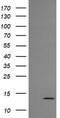 Melan-A antibody, LS-C174655, Lifespan Biosciences, Western Blot image 