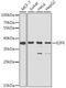E2F Transcription Factor 6 antibody, GTX33167, GeneTex, Western Blot image 