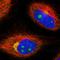 Nuclear receptor coactivator 4 antibody, HPA051260, Atlas Antibodies, Immunofluorescence image 
