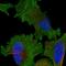 Kinetochore-associated protein 1 antibody, HPA025241, Atlas Antibodies, Immunofluorescence image 