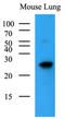 BCL2 Antagonist/Killer 1 antibody, AM09369PU-N, Origene, Western Blot image 