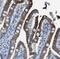 Transmembrane Serine Protease 15 antibody, NBP1-87949, Novus Biologicals, Immunohistochemistry paraffin image 