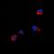 40S ribosomal protein S3 antibody, orb214533, Biorbyt, Immunofluorescence image 