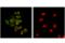 CD45 antibody, 70257S, Cell Signaling Technology, Immunocytochemistry image 