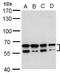 Chromodomain Y Like 2 antibody, GTX128239, GeneTex, Western Blot image 