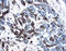Platelet-derived growth factor C antibody, AF1560, R&D Systems, Immunohistochemistry frozen image 