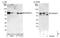 RAB Guanine Nucleotide Exchange Factor 1 antibody, NBP1-49938, Novus Biologicals, Western Blot image 