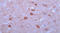Mitogen-Activated Protein Kinase Kinase 1 antibody, ADI-905-635-100, Enzo Life Sciences, Immunohistochemistry paraffin image 