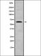 Mitochondrial Ribosomal Protein L52 antibody, orb337908, Biorbyt, Western Blot image 