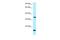 Origin Recognition Complex Subunit 5 antibody, A03676, Boster Biological Technology, Western Blot image 