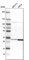 Cytochrome C1 antibody, PA5-51550, Invitrogen Antibodies, Western Blot image 