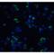 Mitogen-Activated Protein Kinase Kinase Kinase 14 antibody, LS-C262, Lifespan Biosciences, Immunofluorescence image 