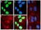 Eukaryotic Translation Initiation Factor 2A antibody, 701268, Invitrogen Antibodies, Immunofluorescence image 