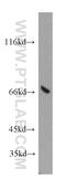 ATPase H+ Transporting V1 Subunit A antibody, 51152-1-AP, Proteintech Group, Western Blot image 