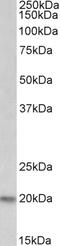 Cytochrome P450 Family 26 Subfamily A Member 1 antibody, 43-148, ProSci, Immunohistochemistry paraffin image 