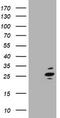 RAB37, Member RAS Oncogene Family antibody, TA505315, Origene, Western Blot image 