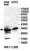 KIAA0513 antibody, orb78273, Biorbyt, Western Blot image 