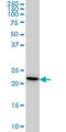 Ribosomal Protein S7 antibody, LS-B4406, Lifespan Biosciences, Western Blot image 