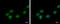 Death Effector Domain Containing antibody, GTX113895, GeneTex, Immunocytochemistry image 