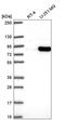 Histone H2A deubiquitinase MYSM1 antibody, HPA067133, Atlas Antibodies, Western Blot image 