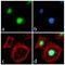 Zinc finger protein 42 antibody, 701159, Invitrogen Antibodies, Immunofluorescence image 