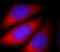 Actin, alpha skeletal muscle antibody, FNab00321, FineTest, Immunofluorescence image 