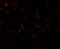 AP-2 complex subunit mu antibody, 5161, ProSci Inc, Immunofluorescence image 