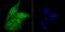 Ubiquitin carboxyl-terminal hydrolase 22 antibody, A03887, Boster Biological Technology, Immunocytochemistry image 