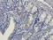 VEGF antibody, orb256347, Biorbyt, Immunohistochemistry paraffin image 