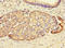 Sterile Alpha Motif Domain Containing 12 antibody, A66858-100, Epigentek, Immunohistochemistry paraffin image 