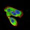 Uncoupling Protein 2 antibody, NBP2-52582, Novus Biologicals, Immunofluorescence image 