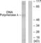 DNA Polymerase Lambda antibody, LS-C119304, Lifespan Biosciences, Western Blot image 