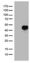 Homeobox D8 antibody, TA810942S, Origene, Western Blot image 