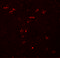 Zinc Finger Protein 536 antibody, 5501, ProSci, Immunofluorescence image 