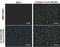 Japanese Encephalitis Virus NS2B  antibody, NBP2-42891, Novus Biologicals, Immunocytochemistry image 