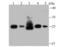 DHSB antibody, NBP2-75658, Novus Biologicals, Western Blot image 