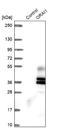 ORAI Calcium Release-Activated Calcium Modulator 1 antibody, NBP1-85463, Novus Biologicals, Western Blot image 