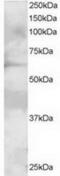 Growth factor receptor-bound protein 7 antibody, TA302502, Origene, Western Blot image 