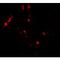 Cytidine/Uridine Monophosphate Kinase 2 antibody, MBS153401, MyBioSource, Western Blot image 