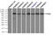 TYRO3 Protein Tyrosine Kinase antibody, LS-C114523, Lifespan Biosciences, Immunoprecipitation image 